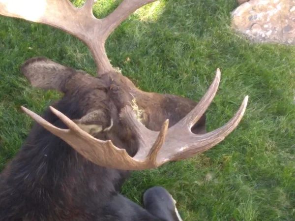 Moose on the Lawn