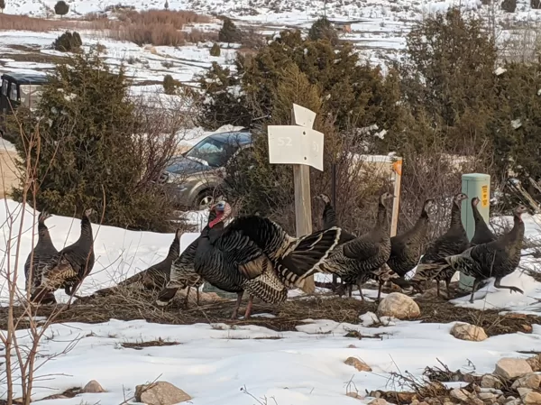 Wild Turkeys