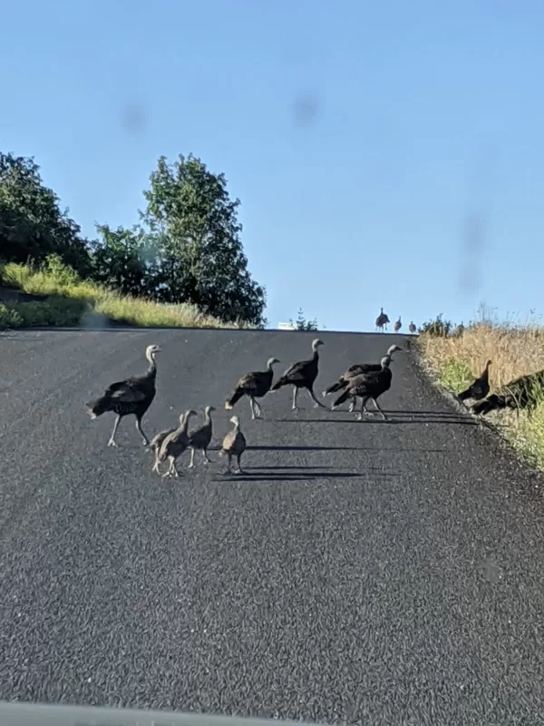 More Wild Turkeys