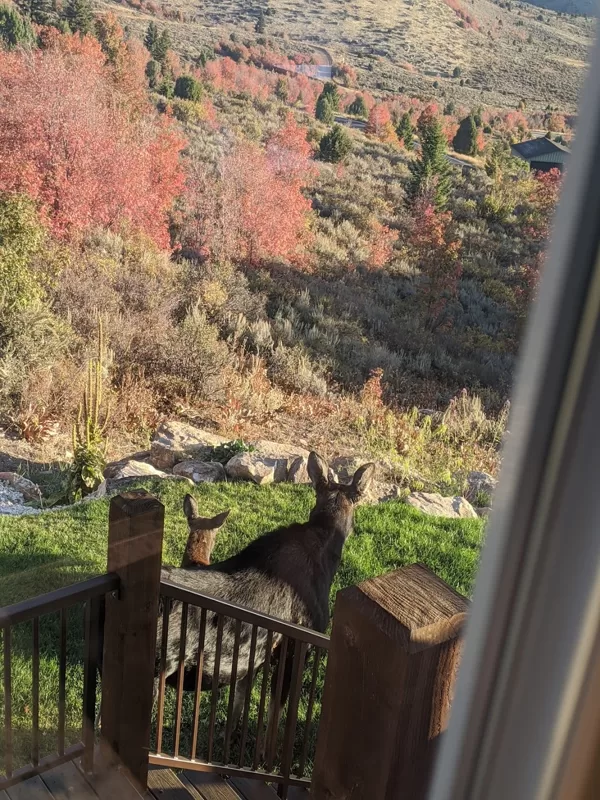 More Moose on the Lawn