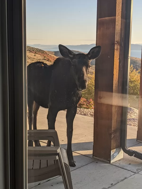 Moose Getting Curious