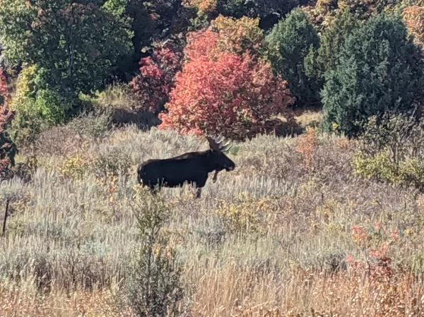 Moose