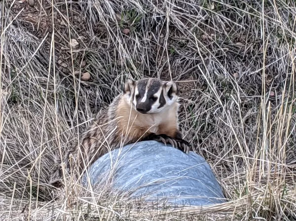 Badger