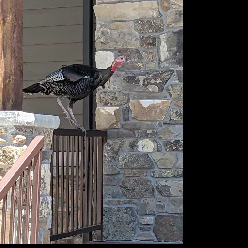 Wild Turkey on the Porch