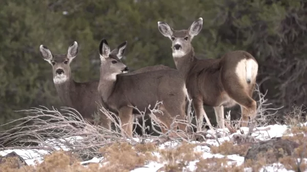 Mule Deer